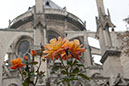 %_tempFileName33)%20Our%20Lady's%20Rose%202%