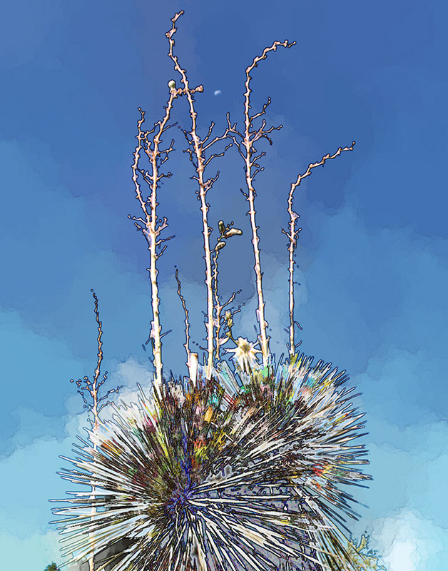 %_tempFileName11)%20Yucca%20Blue%