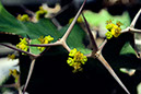 %_tempFileName01)%20Crown%20of%20Thorns%