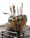 %_tempFileName05)%20Yucca%20Snow%