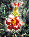 %_tempFileName07)%20Day%20Lillies%