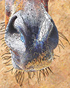 %_tempFileName015)%20Orange%20Nose%