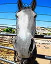 %_tempFileName019)%20Wrinkled%20Falcon%20Sebastian%
