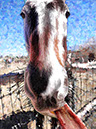 %_tempFileName054)%20Eli%20Furry%20Tongue%