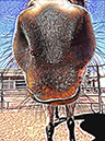 %_tempFileName055)%20Bristly%20Cloud%