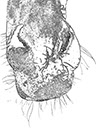 %_tempFileName056)%20Linear%20Nose%