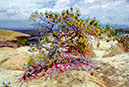 %_tempFileName00)%20Blue%20Bush%