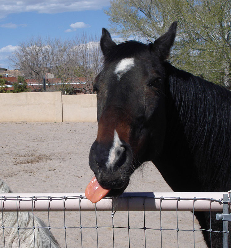 %_tempFileName03)%20Racehorses%20are%20not%20Bred%20for%20Intelligence%