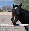 %_tempFileName03)%20Racehorses%20are%20not%20Bred%20for%20Intelligence%