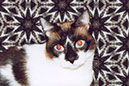 %_tempFileName04)%20Sweet%20Harley%