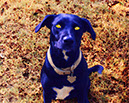 %_tempFileName07)%20Blue%20Scout%