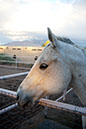 %_tempFileName11)%20Sunlit%20Lady%20W01%