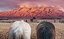 %_tempFileName12)%20Watching%20Mountain%20II%20W008%