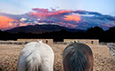 %_tempFileName27)%20Watching%20Mountain%20II%20K595%