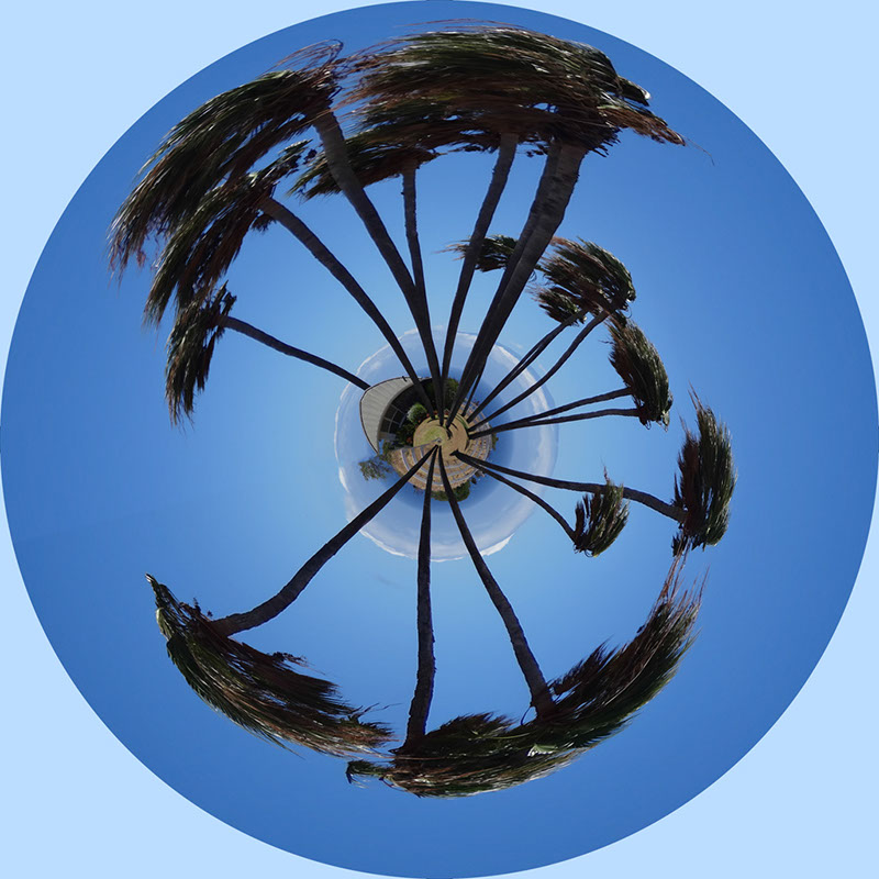 %_tempFileName30)%20Pinwheel%20Palms%