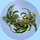 %_tempFileName13)%20Crown%20of%20Palms%