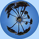 %_tempFileName30)%20Pinwheel%20Palms%