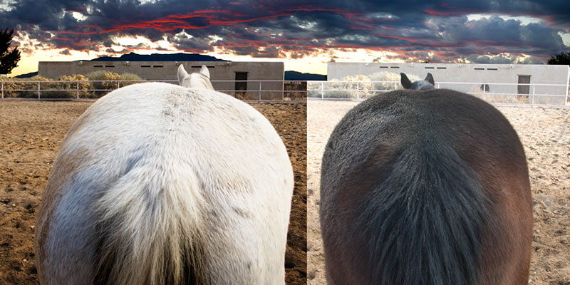 %_tempFileName00_Our%20Horses%20W018%