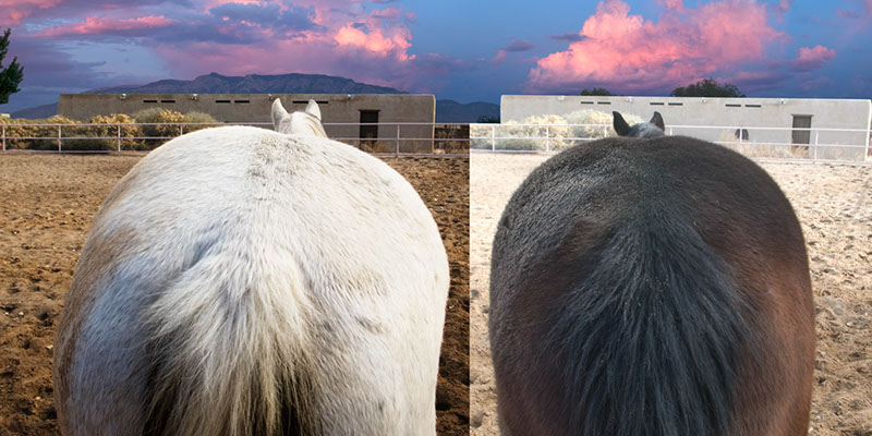 %_tempFileName03_Our%20Horses%20W011%
