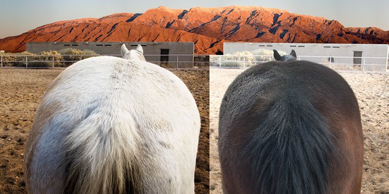 %_tempFileName04_Our%20Horses%20W001%