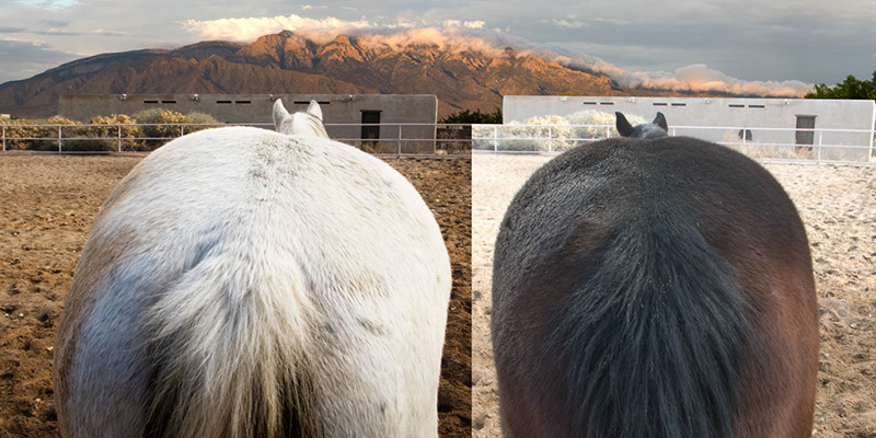 %_tempFileName14_Our%20Horses%20W010%