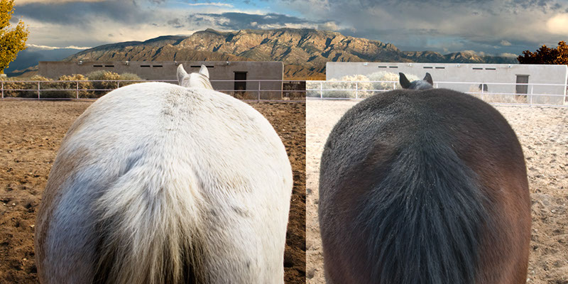%_tempFileName30_Our%20Horses%20W025%