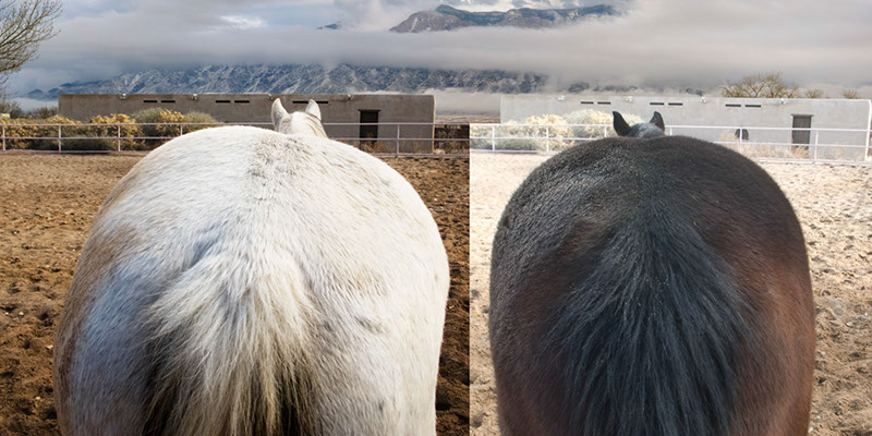 %_tempFileName34_Our%20Horses%20W034%