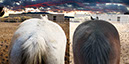 %_tempFileName00_Our%20Horses%20W018%