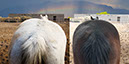 %_tempFileName02_Our%20Horses%20W009%