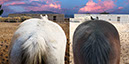 %_tempFileName03_Our%20Horses%20W011%