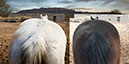 %_tempFileName05_Our%20Horses%20W004%