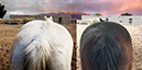 %_tempFileName07_Our%20Horses%20W005%
