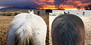 %_tempFileName10_Our%20Horses%20W030%