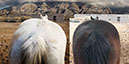 %_tempFileName12_Our%20Horses%20W032%