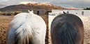 %_tempFileName14_Our%20Horses%20W010%
