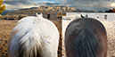 %_tempFileName30_Our%20Horses%20W025%