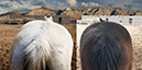 %_tempFileName31_Our%20Horses%20W026%