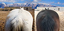 %_tempFileName32_Our%20Horses%20W028%