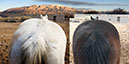 %_tempFileName33_Our%20Horses%20W033%