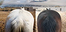 %_tempFileName34_Our%20Horses%20W034%