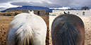 %_tempFileName35_Our%20Horses%20W036%