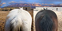 %_tempFileName36_Our%20Horses%20W037%